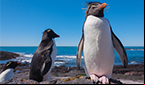 CURIOSIDADE – Pinguim resiste ao frio por sua camada extra de gordura