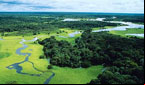 Dia da Amazônia sugere consciência sobre preservação ambiental